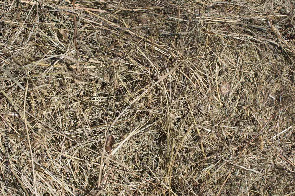 Dry grass. Dry grass.