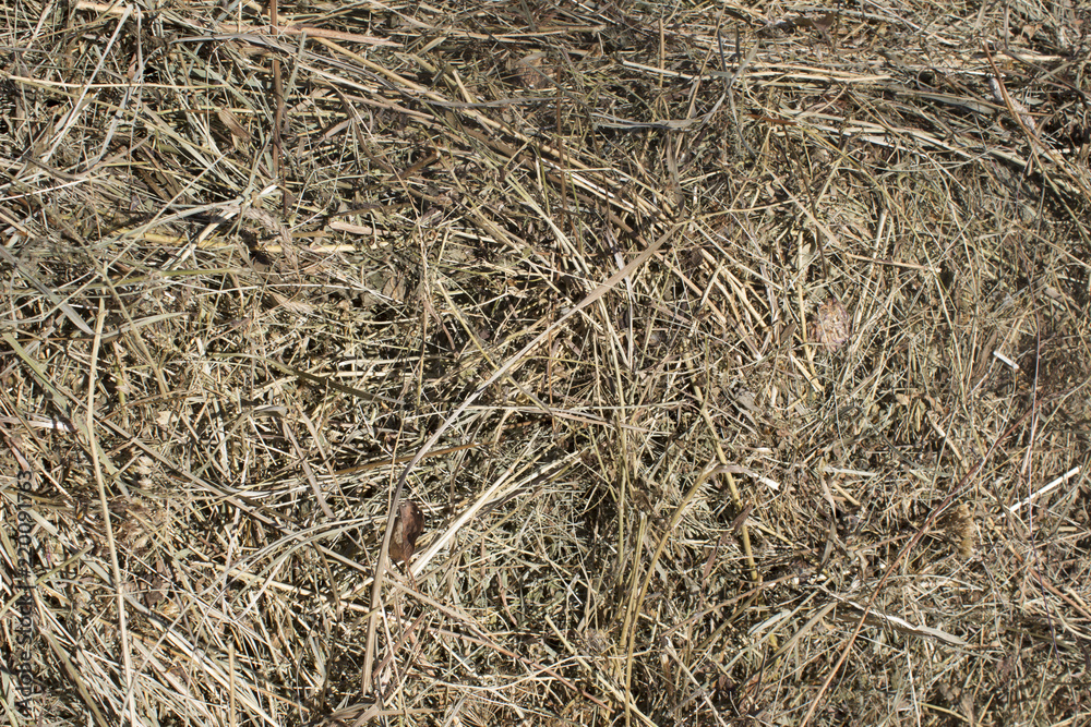 Dry grass.