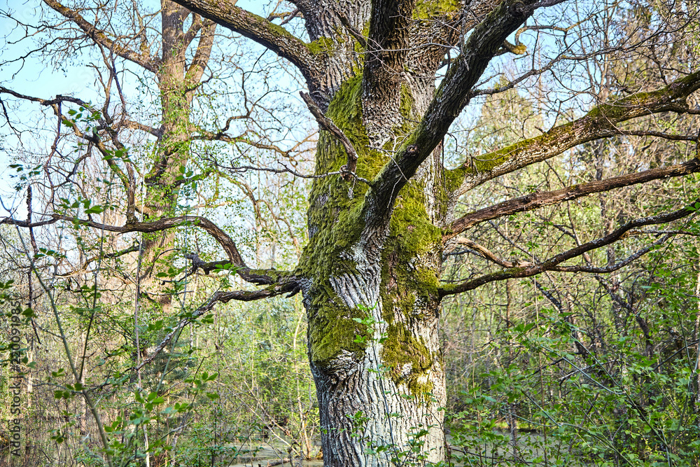 Fototapeta premium Oaks growing on a swamp. The trunk and branches of a tree covered with green moss. European mixed forest in temperate climatic zone