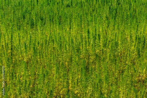 Backdrop of the ripe medical cannabis plant