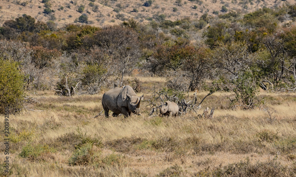 Fototapeta premium Black Rhino mother and calf
