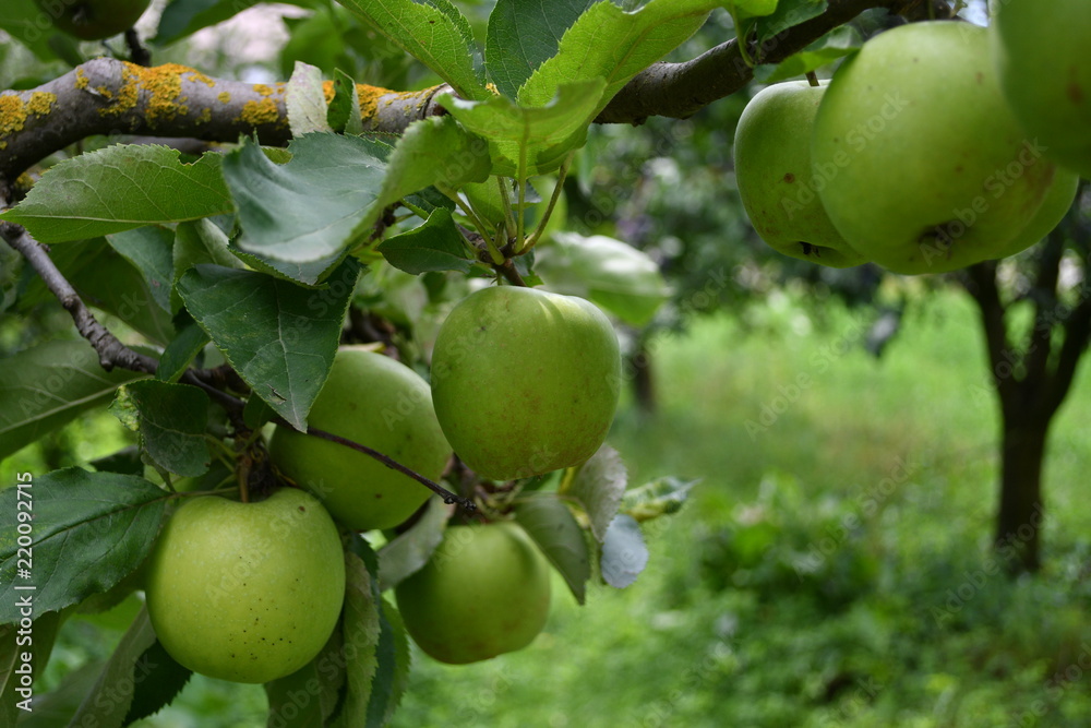 Organic apples hanging on a tree branch Organic apples hanging on a tree branch