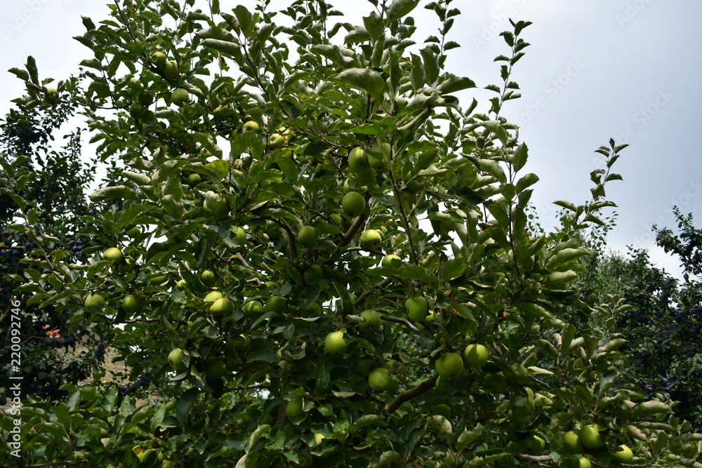 Organic  apples hanging on a tree branch