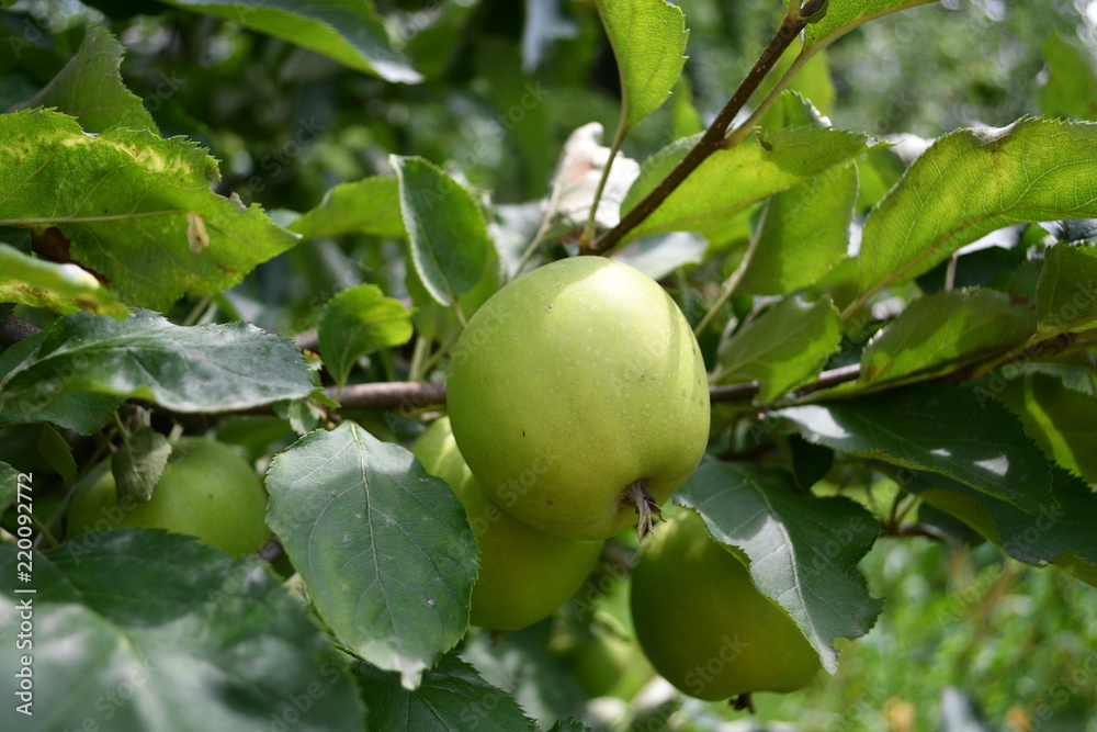 Organic apples hanging on a tree branch Organic apples hanging on a tree branch