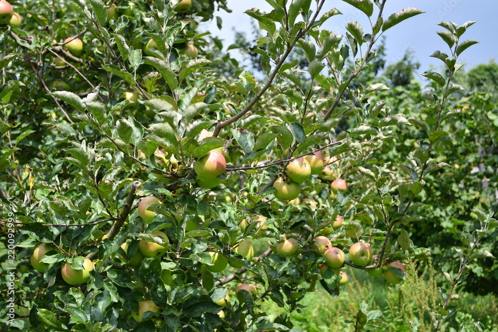 Organic apples hanging on a tree branch Organic apples hanging on a tree branch