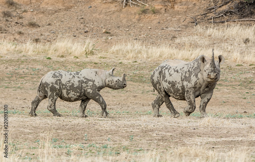 Black Rhinoceros Mother And Calf