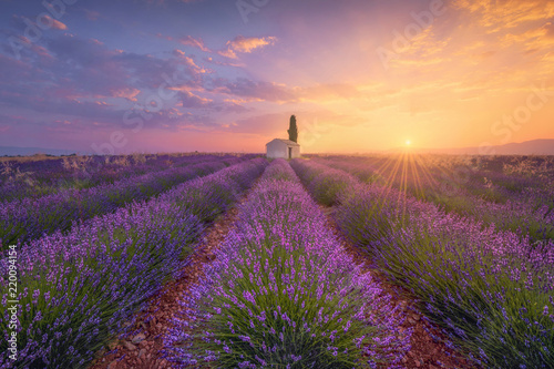 France, Alpes-de-Haute-Provence, Valensole, lavender field at twilight photo