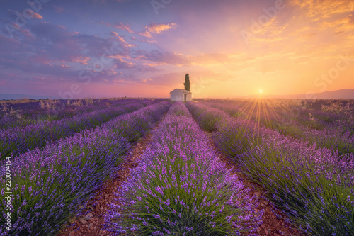 France, Alpes-de-Haute-Provence, Valensole, lavender field at twilight
