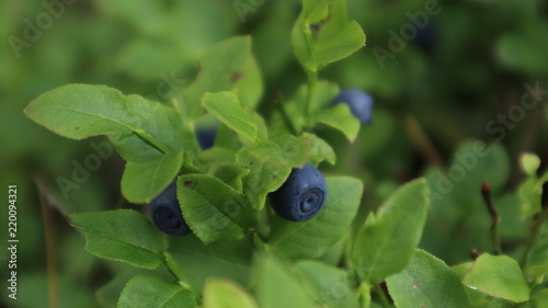 Forest blueberry 