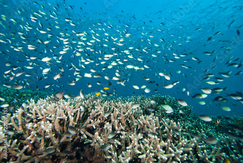 Tropical Coral Reef Underwater Landscape