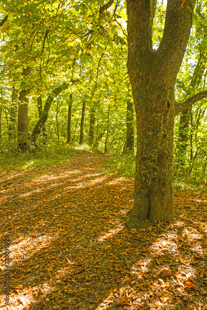 Forest in autumn with way