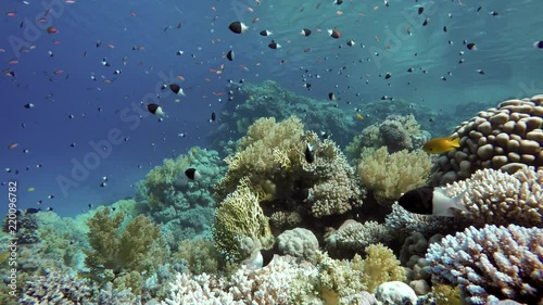 Wallpaper Mural Coral reef and beautiful fish.  Underwater life in the ocean. Torontodigital.ca