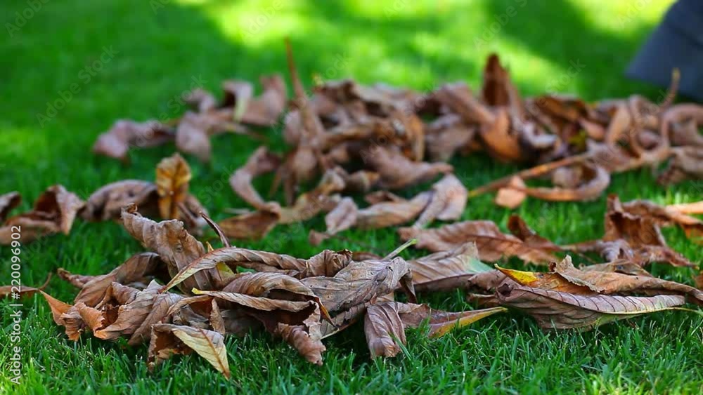 autumn leaf garden clean autumn leaf garden clean
