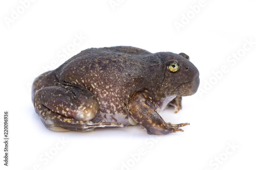 Image of Truncate-snouted burrowing frog or Balloon frog (Glyphoglossus molossus) on white background. Amphibian. Animal.