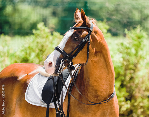 Piękny portret konia podczas zawodów ujeżdżeniowych. Tło jeździeckie.