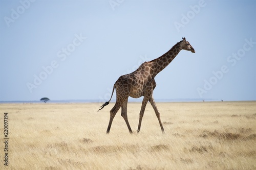 Namibia Etosha National Park Giraffe