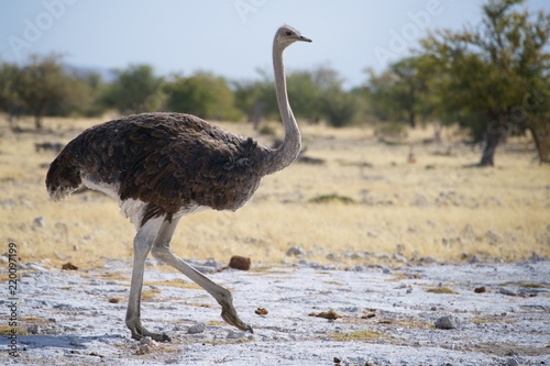 Namibia Etosha National Park Ostrich