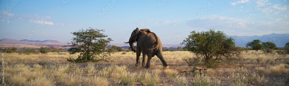Namibia wild desert elephant from behind
