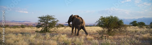 Namibia wild desert elephant from behind