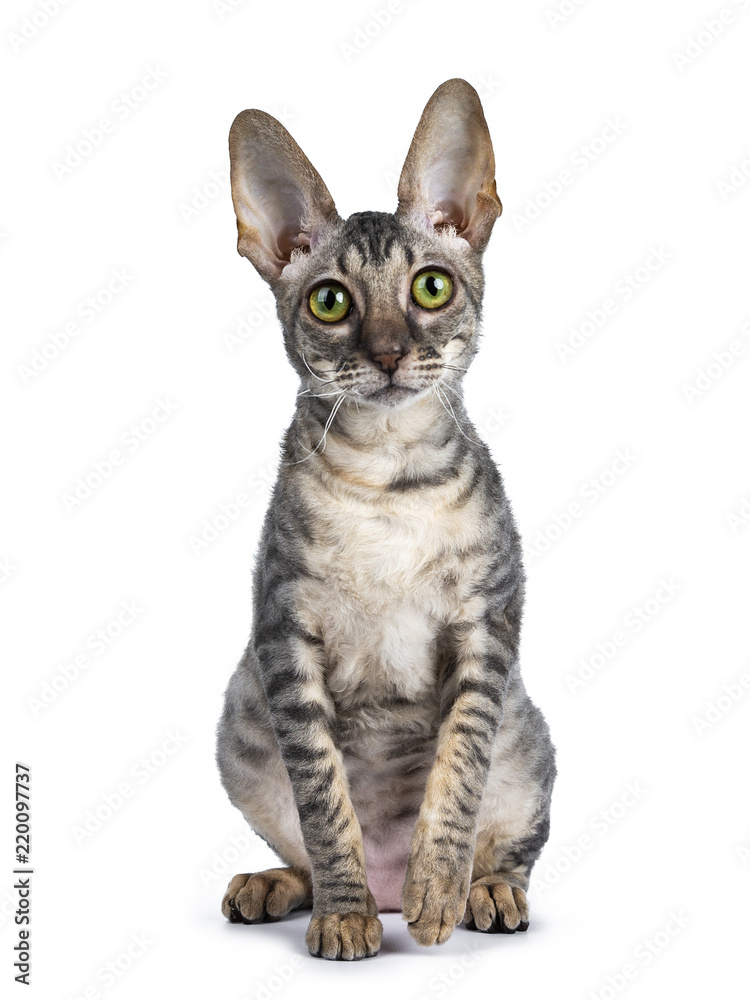 Blue tortie tabby Cornish Rex kitten sitting up straight front view, looking at camera isolated on white background