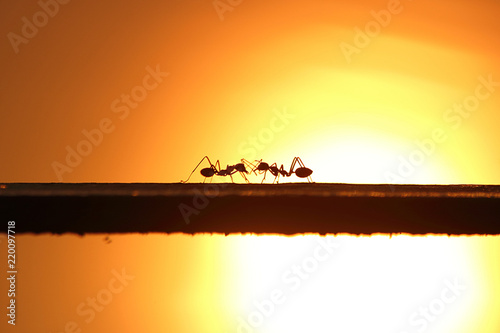 Two ants in silhouette