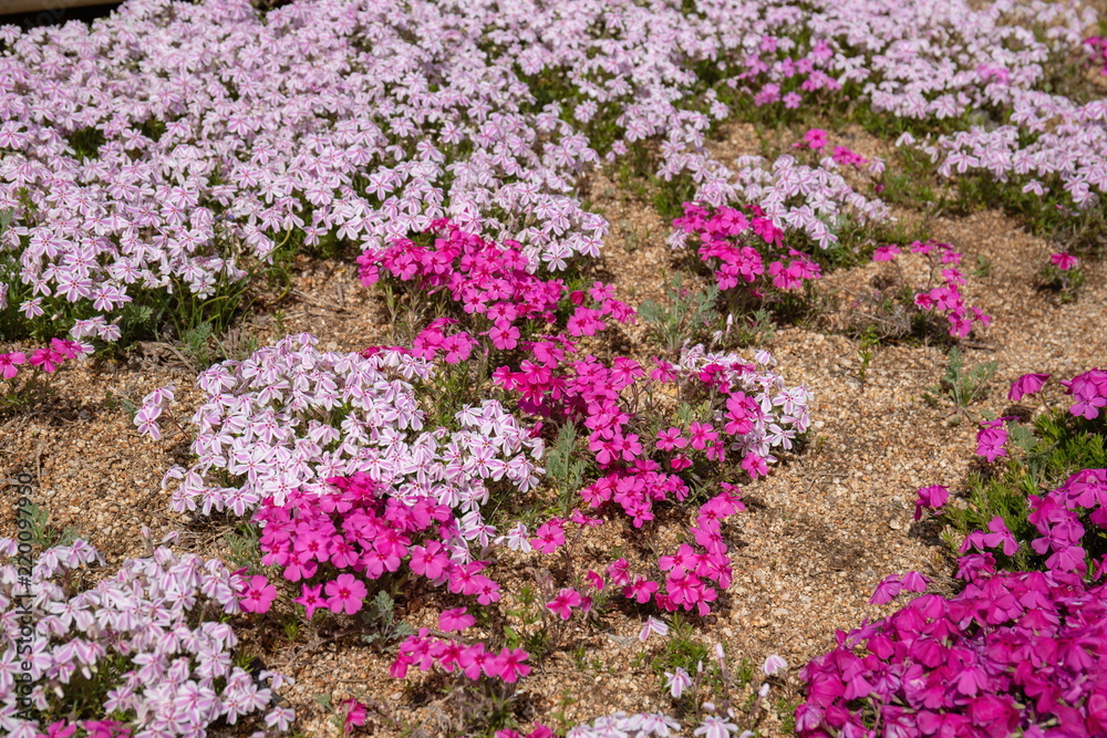 Obraz premium Bright Ground Pink flowers in the garden