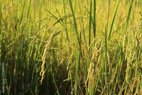 Ear of paddy in green rice field.