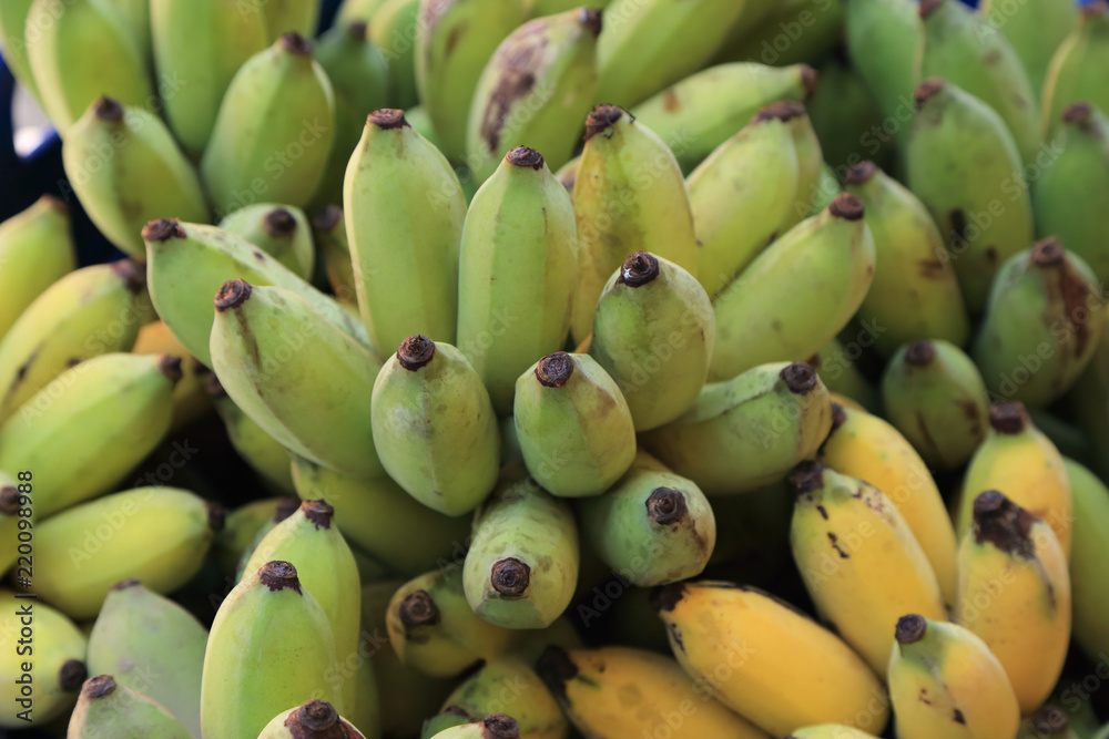 Close up of cultivated bananas or Thai bananas bunch.