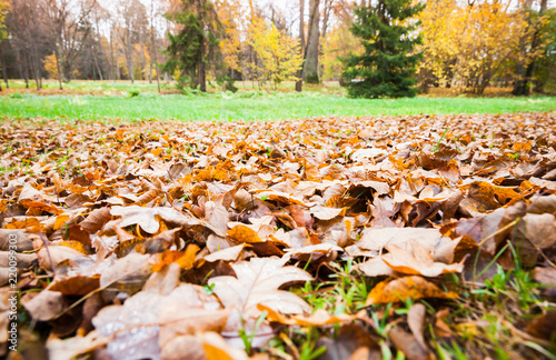 Fallen yellow leaves lay over grass in park