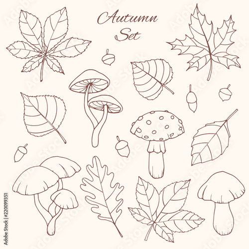 Hand drawn vector autumn set with oak, poplar, beech, maple, aspen and horse chestnut leaves, acorns and mushrooms line art isolated on the white background. Fall elements for you design.