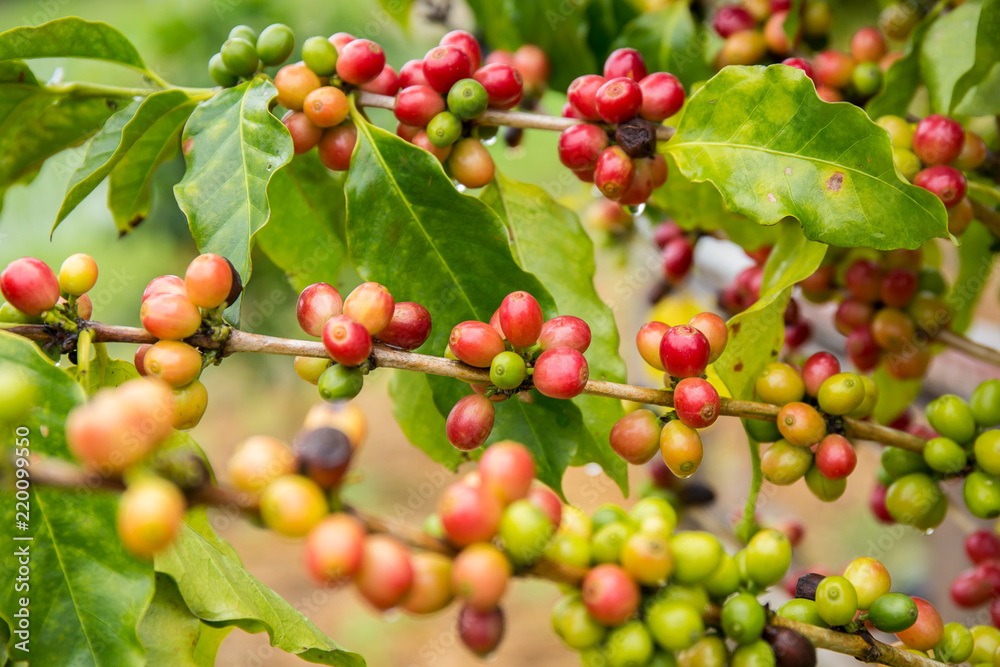 Coffee beans fruit on tree in farm.