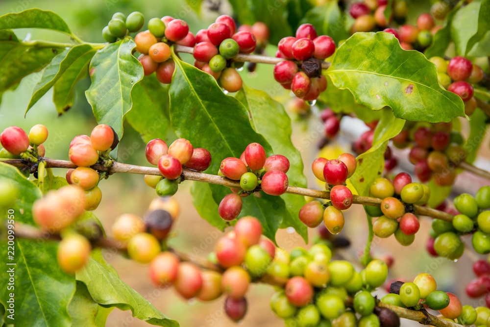 Coffee beans fruit on tree in farm. Coffee beans fruit on tree in farm.