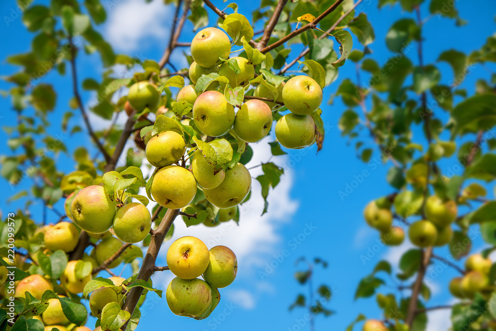 apple tree branch with fruits
