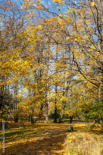 autumn park with golden foliage