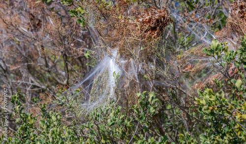 Processionary moth or caterpillar silk nests in the gwarrie bush in the Addo Elephant National Park in the Eastern Cape province of South Africa