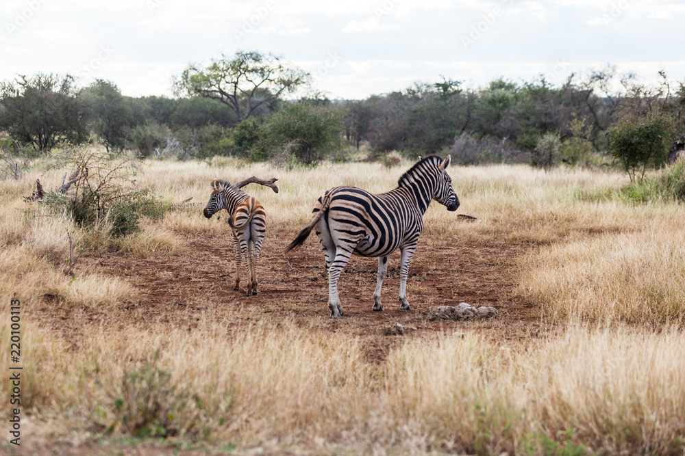 Obraz premium A mother and baby zebra are very aware and on guard in the Kruger park, South Africa.