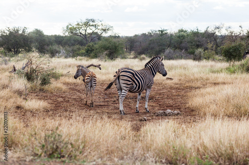 A mother and baby zebra are very aware and on guard in the Kruger park  South Africa.