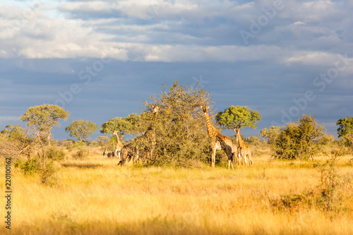 A young giraffe and mother walking in the bush in the Kruger park, South Africa. © dougholder