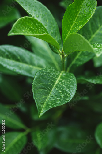 close up of green leaves with water drops after dew