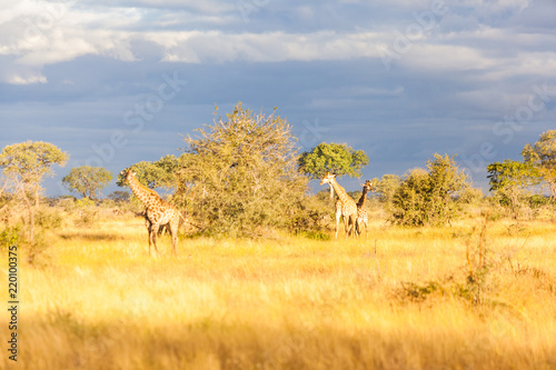 A young giraffe and mother walking in the bush in the Kruger park, South Africa.