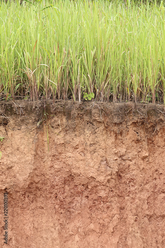 Cross section of grass and soil profile.