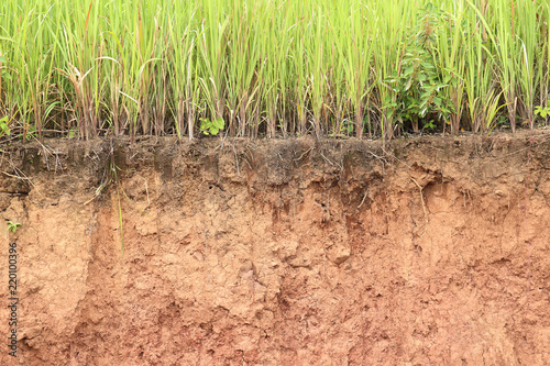 Cross section of grass and soil profile.