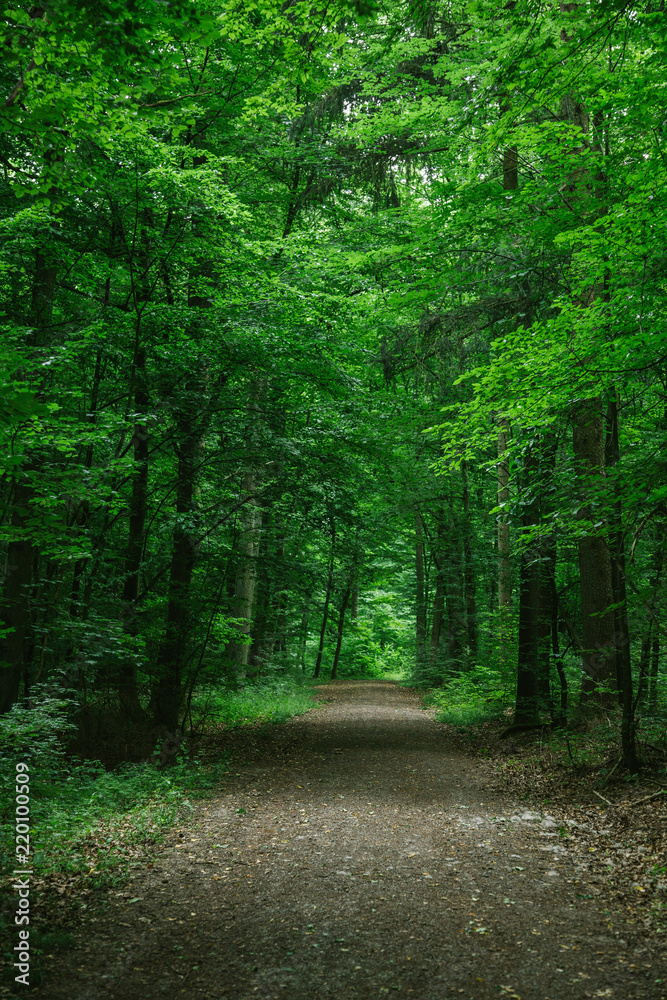 rural road in green beautiful forest in Wurzburg, Germany rural road in green beautiful forest in Wurzburg, Germany