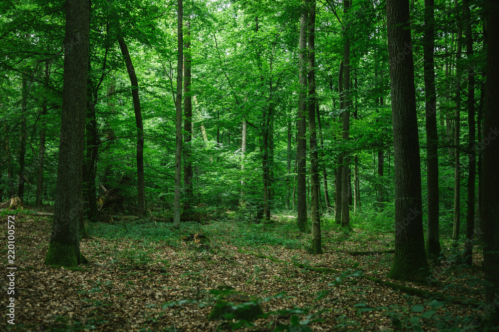 beautiful green forest in Germany in summer beautiful green forest in Germany in summer