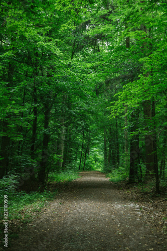rural road in green beautiful forest in Wurzburg, Germany