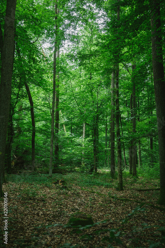 Path in green beautiful forest in Germany in summer © LIGHTFIELD STUDIOS