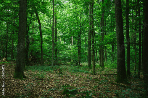 beautiful green forest in Germany in summer © LIGHTFIELD STUDIOS