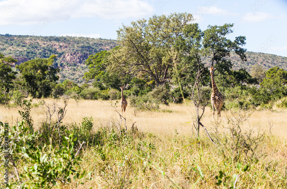 A young giraffe and mother in the bush in the Kruger park, South Africa.