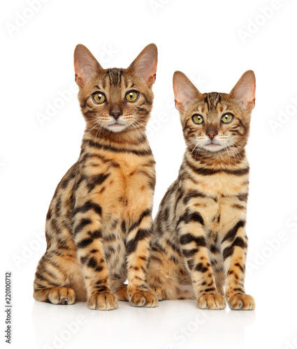 Two young Bengal kitten