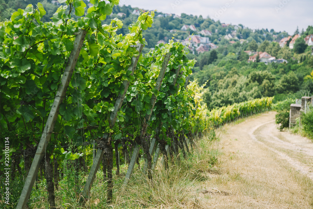 road to village and green vineyard in Wurzburg, Germany
